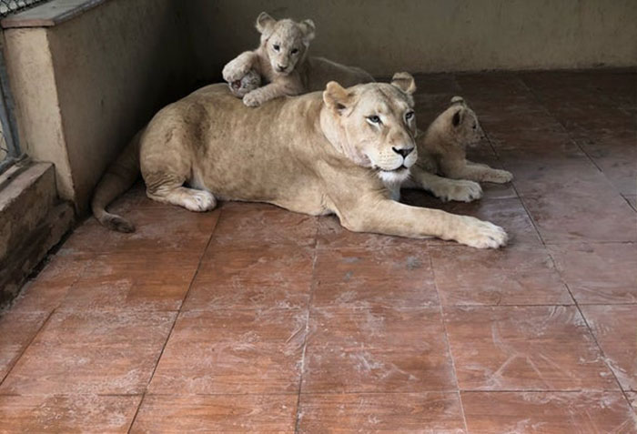 Bahria Enclave Zoo in Islamabad
